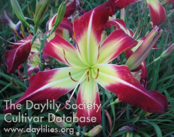 Daylily It Stops at Garage Sales